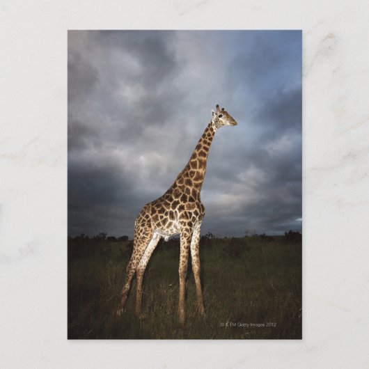 Giraffe (Giraffa camelopardalis) in dramatischer F Postkarte (Vorderseite)