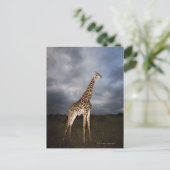 Giraffe (Giraffa camelopardalis) in dramatischer F Postkarte (Stehend Vorderseite)