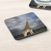 Giraffe (Giraffa camelopardalis) in drastischem Untersetzer (Linke Seite)