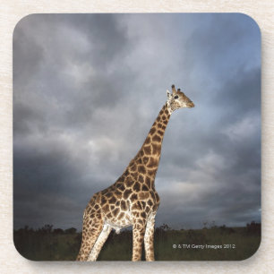 Giraffe (Giraffa camelopardalis) in drastischem Untersetzer