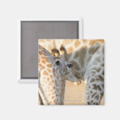 Giraffe (Giraffa camelopardalis) Kalbssaugen, Magnet (Vorderseite/Rückseite)
