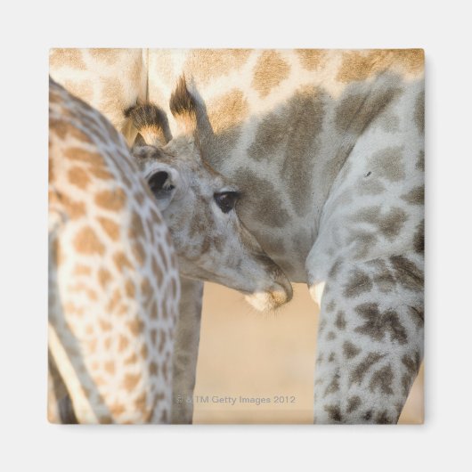 Giraffe (Giraffa camelopardalis) Kalbssaugen, Magnet (Vorne)
