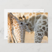 Giraffe (Giraffa camelopardalis) Kalbssaugen, Postkarte (Vorne/Hinten)