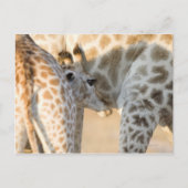 Giraffe (Giraffa camelopardalis) Kalbssaugen, Postkarte (Vorderseite)