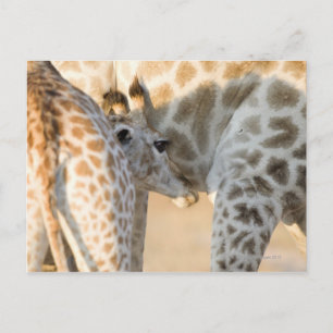 Giraffe (Giraffa camelopardalis) Kalbssaugen, Postkarte