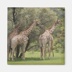 Giraffe, Giraffa camelopardalis, Kgalagadi 2 Magnet