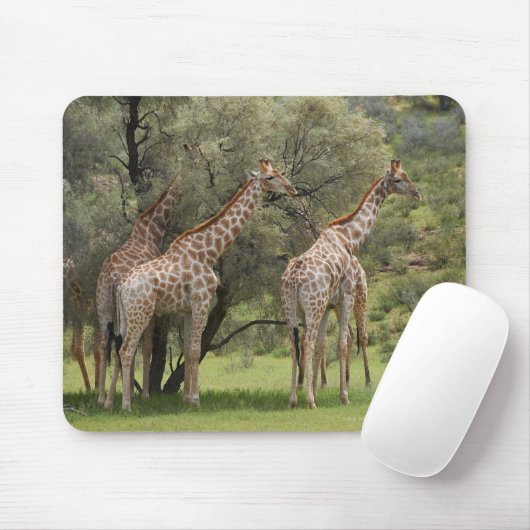 Giraffe, Giraffa camelopardalis, Kgalagadi 2 Mousepad (Mit Mouse)