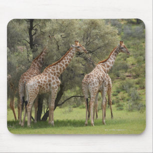 Giraffe, Giraffa camelopardalis, Kgalagadi 2 Mousepad