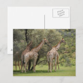 Giraffe, Giraffa camelopardalis, Kgalagadi 2 Postkarte (Vorne/Hinten)