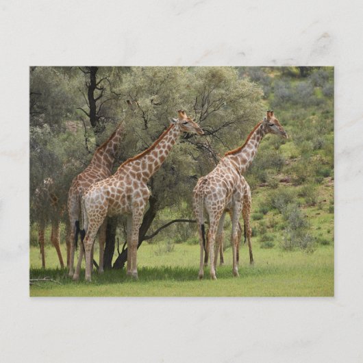 Giraffe, Giraffa camelopardalis, Kgalagadi 2 Postkarte (Vorderseite)
