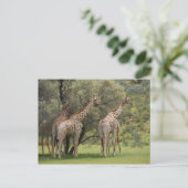 Giraffe, Giraffa camelopardalis, Kgalagadi 2 Postkarte (Stehend Vorderseite)