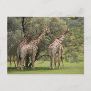 Giraffe, Giraffa camelopardalis, Kgalagadi 2 Postkarte