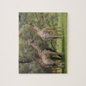 Giraffe, Giraffa camelopardalis, Kgalagadi 2 Puzzle (Vertikal)