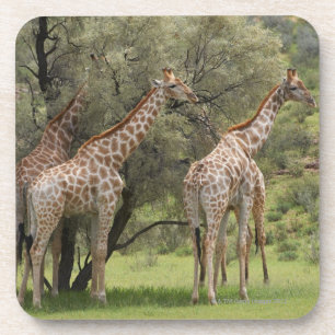 Giraffe, Giraffa camelopardalis, Kgalagadi 2 Untersetzer