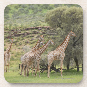 Giraffe, Giraffa camelopardalis, Kgalagadi 3 Getränkeuntersetzer