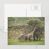 Giraffe, Giraffa camelopardalis, Kgalagadi 3 Postkarte (Vorne/Hinten)