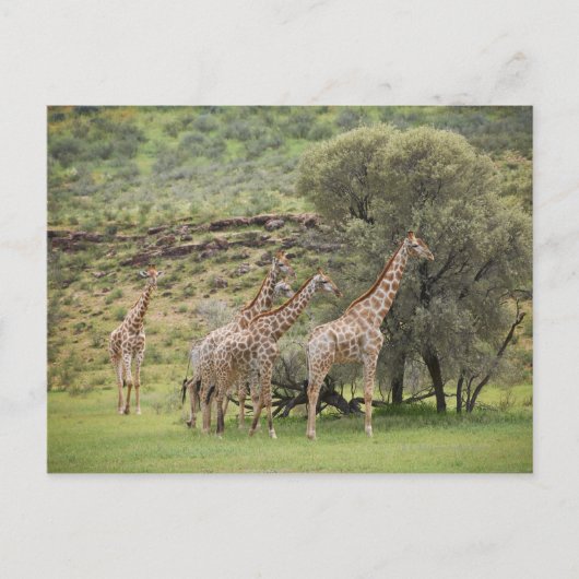 Giraffe, Giraffa camelopardalis, Kgalagadi 3 Postkarte (Vorderseite)