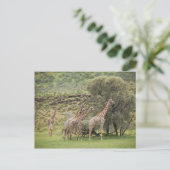 Giraffe, Giraffa camelopardalis, Kgalagadi 3 Postkarte (Stehend Vorderseite)