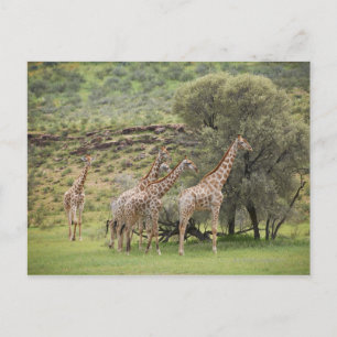 Giraffe, Giraffa camelopardalis, Kgalagadi 3 Postkarte