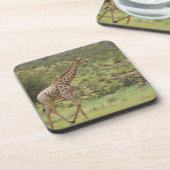 Giraffe, Giraffa camelopardalis, Kgalagadi Getränkeuntersetzer (Linke Seite)