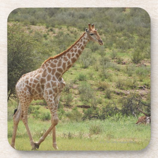 Giraffe, Giraffa camelopardalis, Kgalagadi Getränkeuntersetzer (Vorderseite)