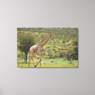 Giraffe, Giraffa camelopardalis, Kgalagadi Leinwanddruck