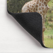 Giraffe, Giraffa camelopardalis, Kgalagadi Mousepad (Ecke)