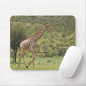 Giraffe, Giraffa camelopardalis, Kgalagadi Mousepad (Mit Mouse)