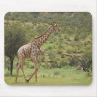 Giraffe, Giraffa camelopardalis, Kgalagadi