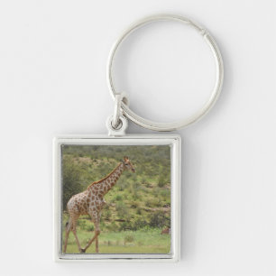 Giraffe, Giraffa camelopardalis, Kgalagadi Schlüsselanhänger