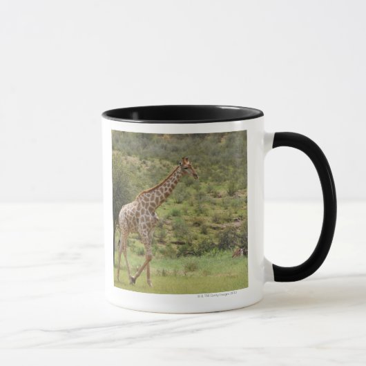 Giraffe, Giraffa camelopardalis, Kgalagadi Tasse (Rechts)