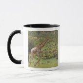 Giraffe, Giraffa camelopardalis, Kgalagadi Tasse (Links)