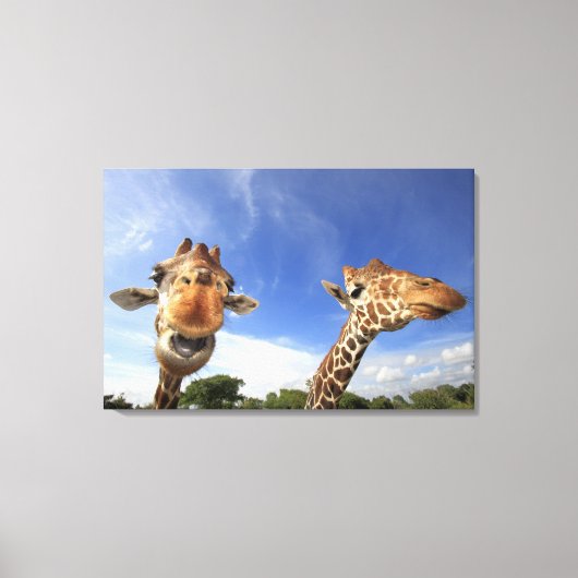 Giraffe (Giraffa camelopardalis) Leinwanddruck (Vorderseite)