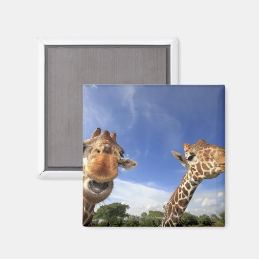 Giraffe (Giraffa camelopardalis) Magnet (Vorderseite/Rückseite)