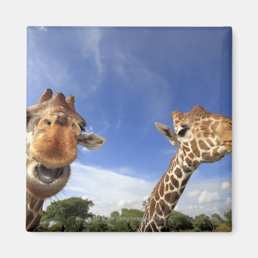 Giraffe (Giraffa camelopardalis) Magnet (Vorne)