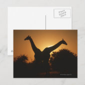Giraffe (Giraffa camelopardalis) Paar Postkarte (Vorne/Hinten)