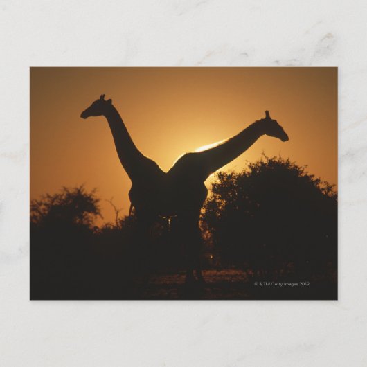 Giraffe (Giraffa camelopardalis) Paar Postkarte (Vorderseite)
