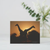 Giraffe (Giraffa camelopardalis) Paar Postkarte (Stehend Vorderseite)