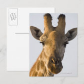 Giraffe (Giraffa camelopardalis) Porträt, Imire Postkarte (Vorne/Hinten)