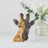 Giraffe (Giraffa camelopardalis)-Porträt Postkarte (Stehend Vorderseite)