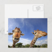 Giraffe (Giraffa camelopardalis) Postkarte (Vorne/Hinten)