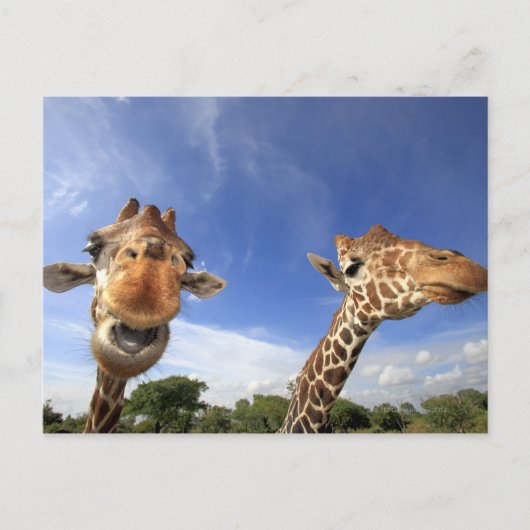 Giraffe (Giraffa camelopardalis) Postkarte (Vorderseite)