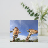 Giraffe (Giraffa camelopardalis) Postkarte (Stehend Vorderseite)
