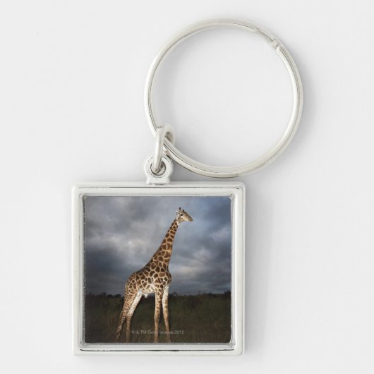 Giraffe (Giraffa camelopardalis) Schlüsselanhänger (Vorne)