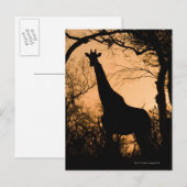 Giraffe (Giraffa camelopardalis) Silhouette Postkarte (Vorne/Hinten)