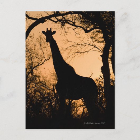 Giraffe (Giraffa camelopardalis) Silhouette Postkarte (Vorderseite)