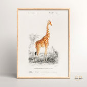Giraffe Giraffa Charles Dessalines D Orbigny Print Poster