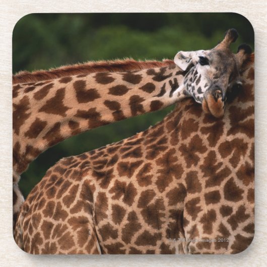Giraffe (Giraffe camelopardalis tippleskirchi) Getränkeuntersetzer (Vorderseite)
