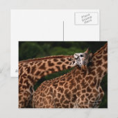 Giraffe (Giraffe camelopardalis tippleskirchi) Postkarte (Vorne/Hinten)