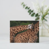 Giraffe (Giraffe camelopardalis tippleskirchi) Postkarte (Stehend Vorderseite)